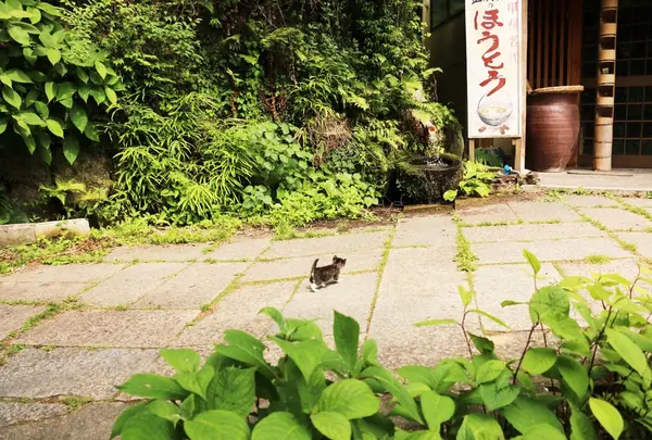 帰り道で素敵な出会いも🐱