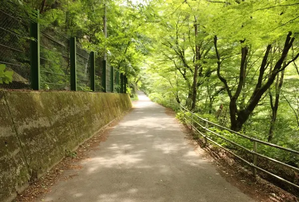 戻りの道も緑に囲まれて...