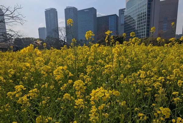 浜離宮恩賜庭園の写真・動画_image_810876
