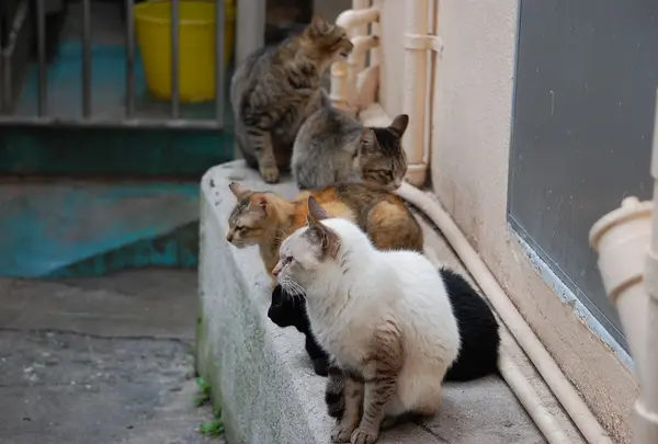 猫多し。