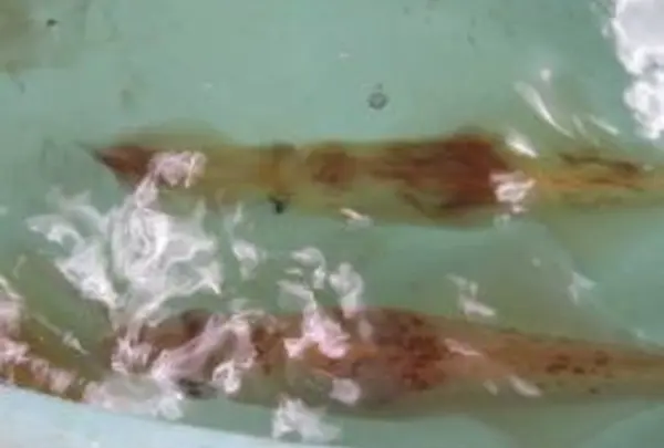 新鮮すぎる魚介類