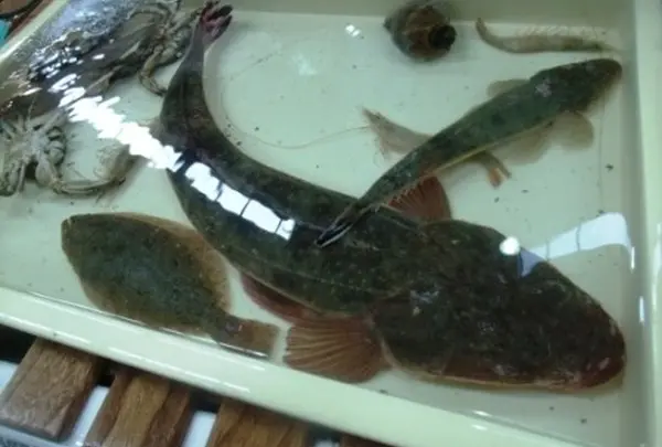 新鮮魚貝も目白押し～