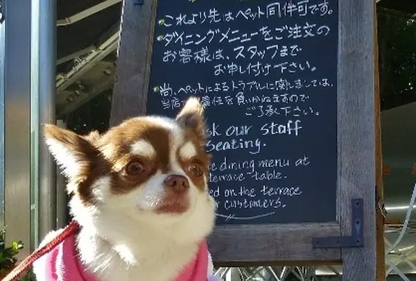 ペットもok!