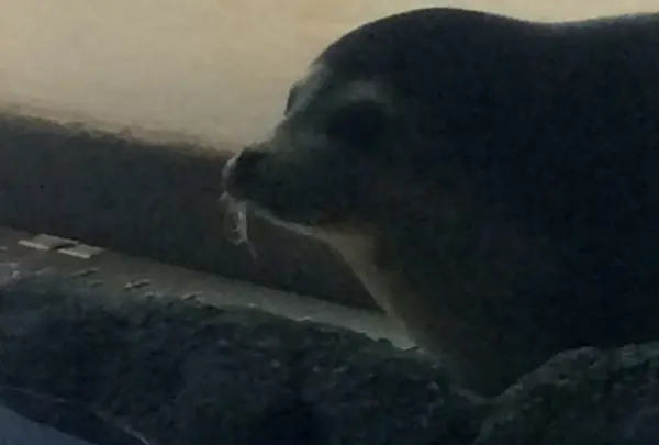 アザラシ