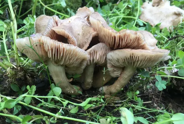 ウメハルシメジ？