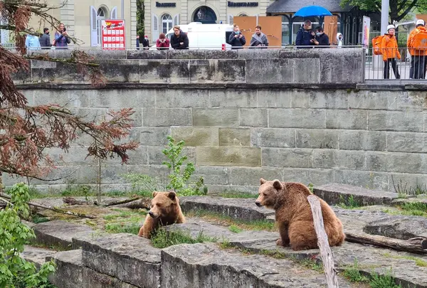 クマ公園 (Bären Park)