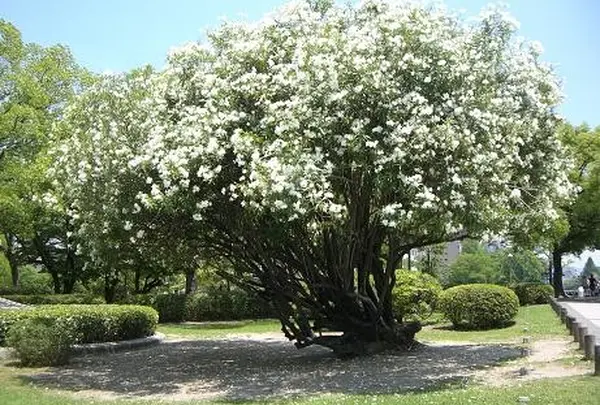 平和記念公園