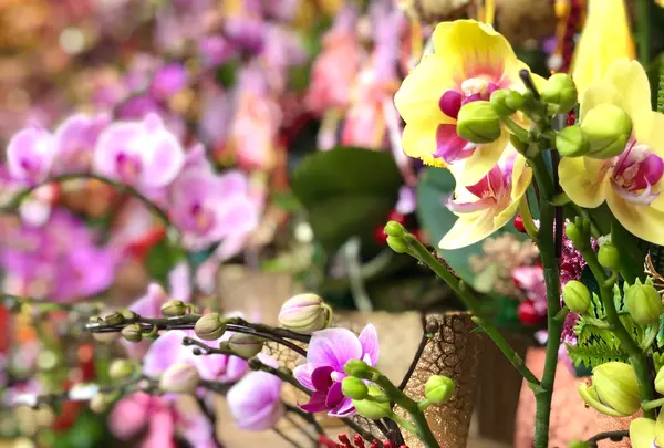 花墟道（フラワーマーケットロード）