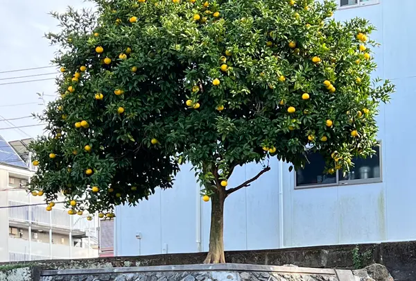千貫樋