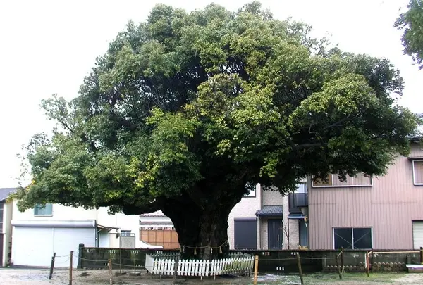 川俣神社のスダジイ