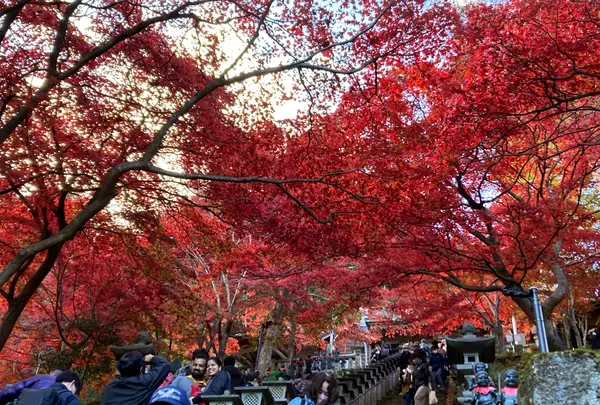 大山寺の写真・動画_image_1018738