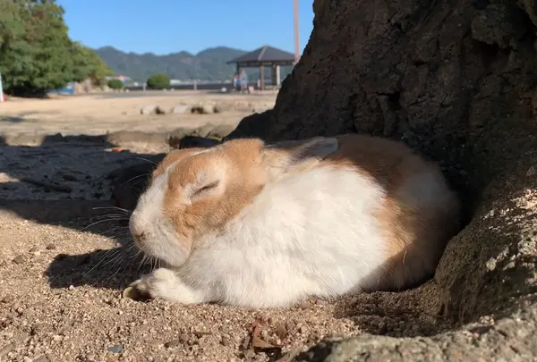 大久野島