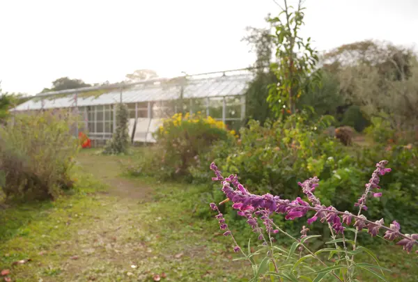 犬島くらしの植物園の写真・動画_image_1020056