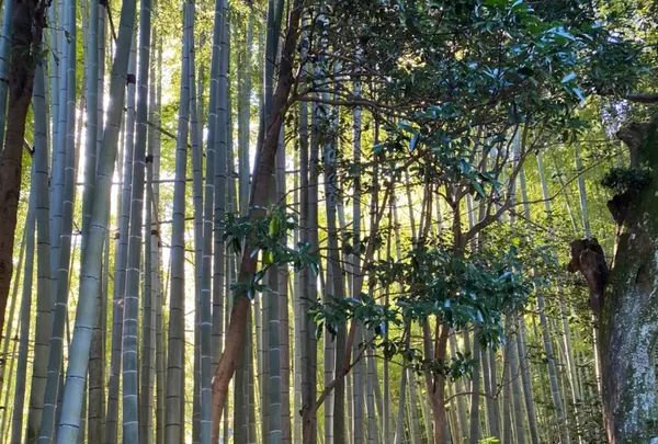 報国寺（竹寺）