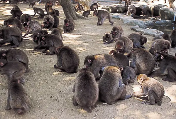 高崎山自然動物園
