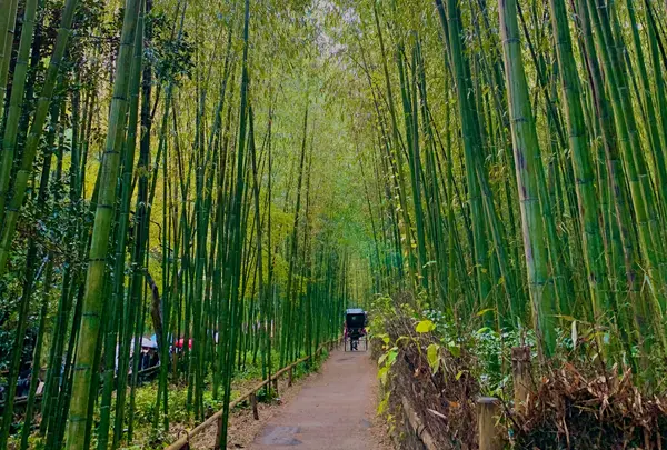竹林の小径