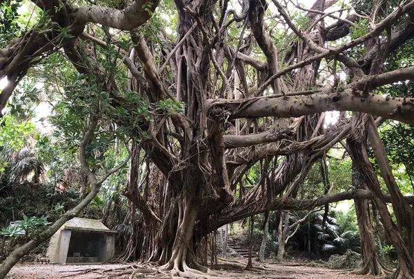 東の御嶽（シヌグ堂）の写真・動画_image_1032372