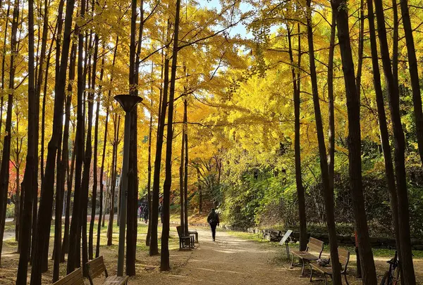 【2日目】ソウルの森(서울숲)