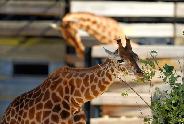 パリ動物園