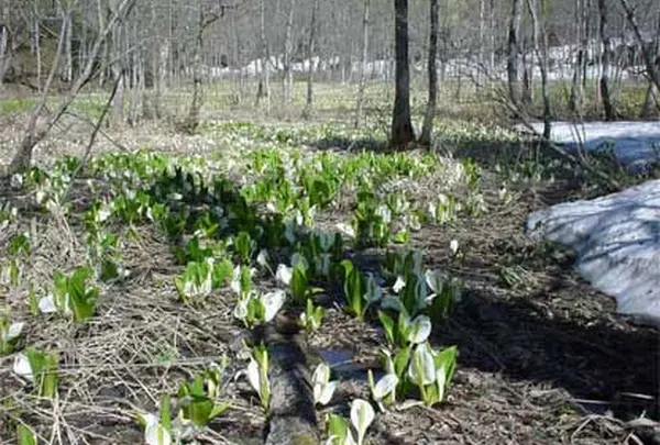 奥裾花自然園の水芭蕉