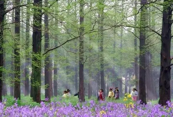 東平国家森林公園