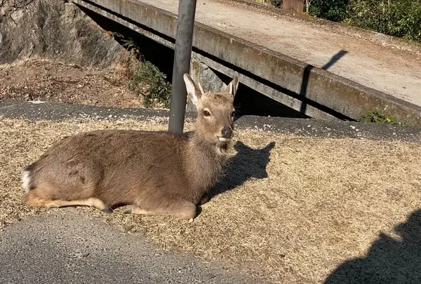 宮島（厳島）