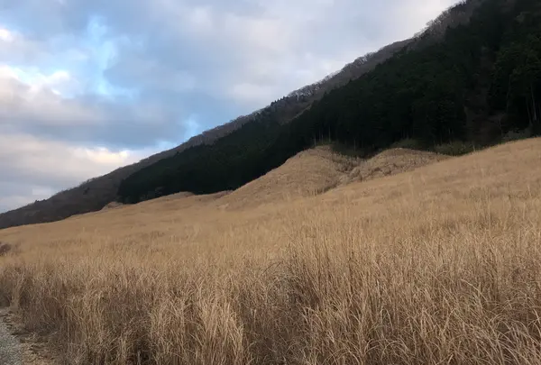 仙石原すすき草原