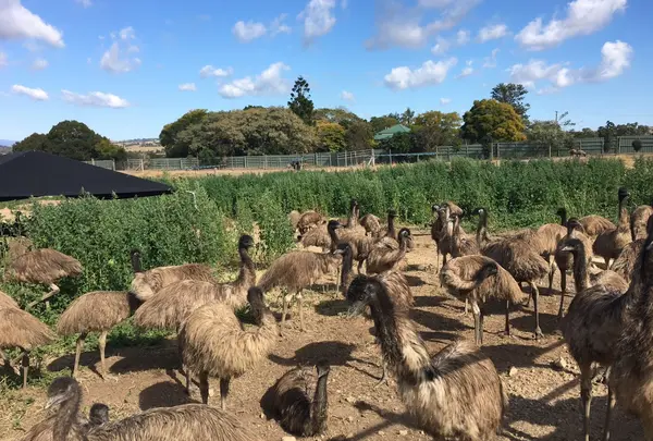 エミューヘブン Emu Heaven