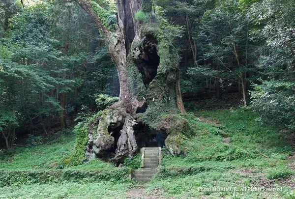 武雄の大楠