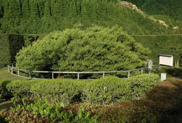 嬉野大茶樹