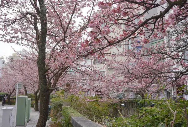 熱海桜
