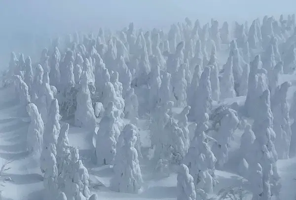 蔵王の樹氷