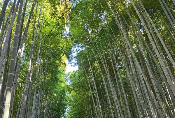 竹林の小径