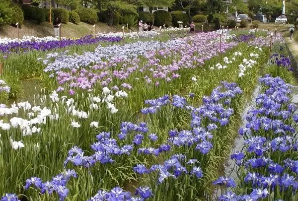 吉香公園
