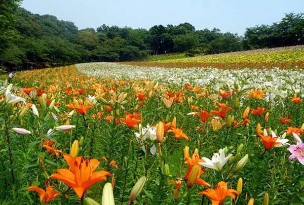 可睡ゆりの園
