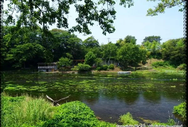 柿田川公園