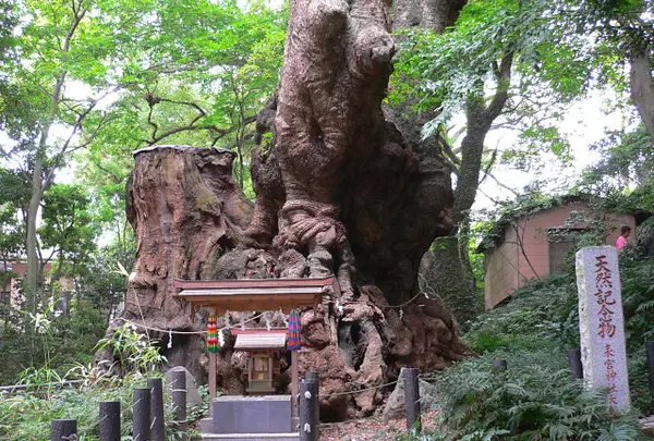来宮神社の大クス