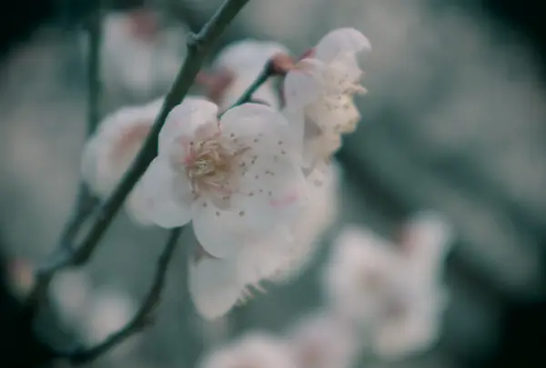 萩往還梅林園