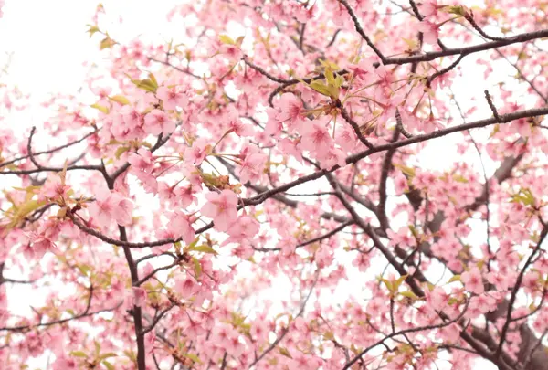 道の駅 萩しーまーと　河津桜