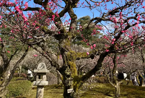 兼六園 梅林
