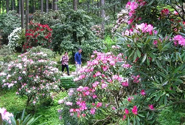 天城グリーンガーデン