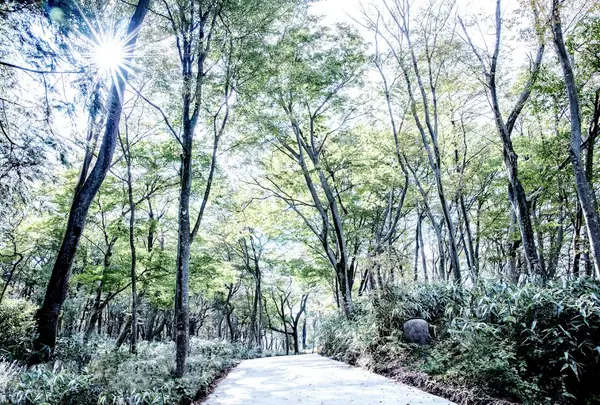Nicolai Bergmann Hakone Gardens