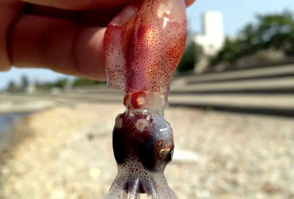 八重津浜海水浴場