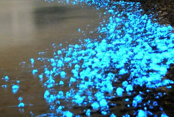 魚津おさかなランド