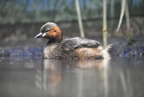 井の頭恩賜公園