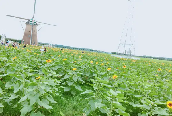 佐倉ふるさと広場の写真・動画_image_1103479