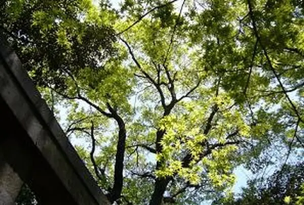 熊野神社