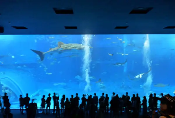 沖縄美ら海水族館