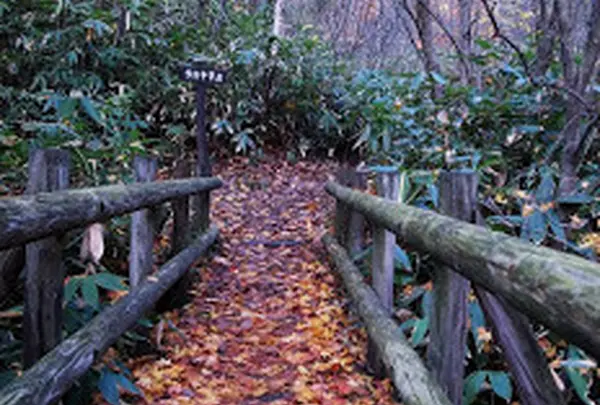 大湯沼川天然足湯