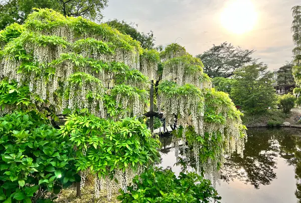 栃木県 足利フラワーパーク